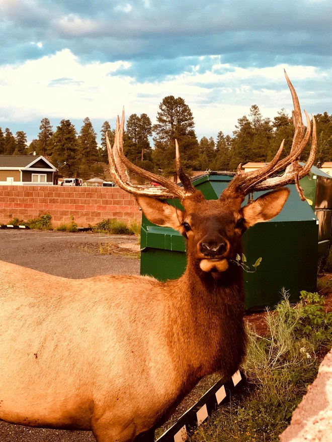 Processed with MOLDIV